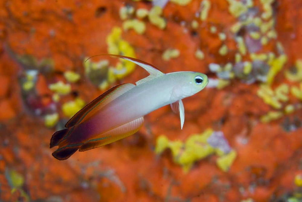 Indonesia, Raja Ampat A fire goby and coral